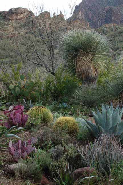 varioius desert plants